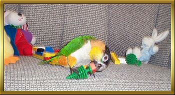 Mango